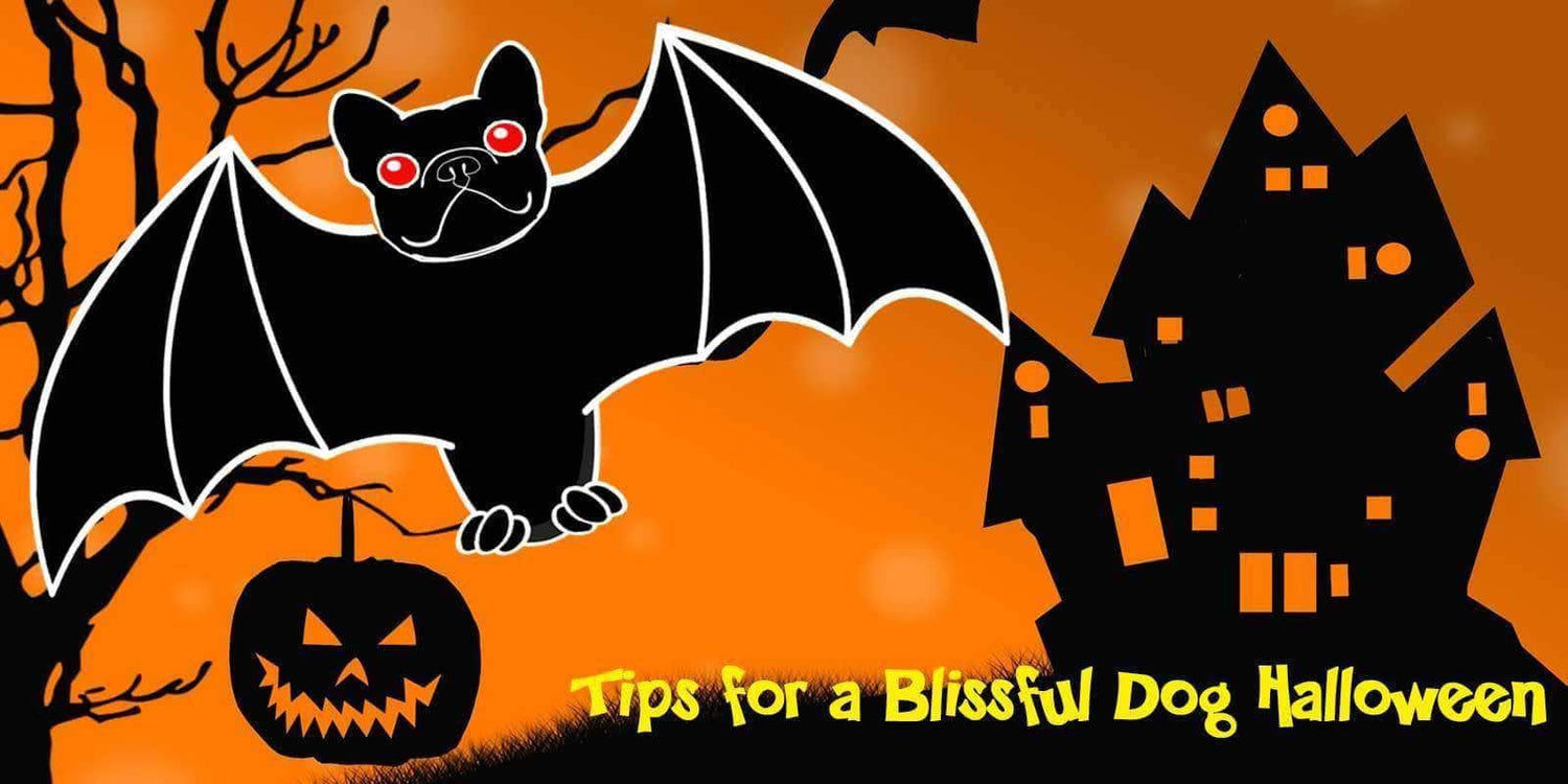 dog safety halloween