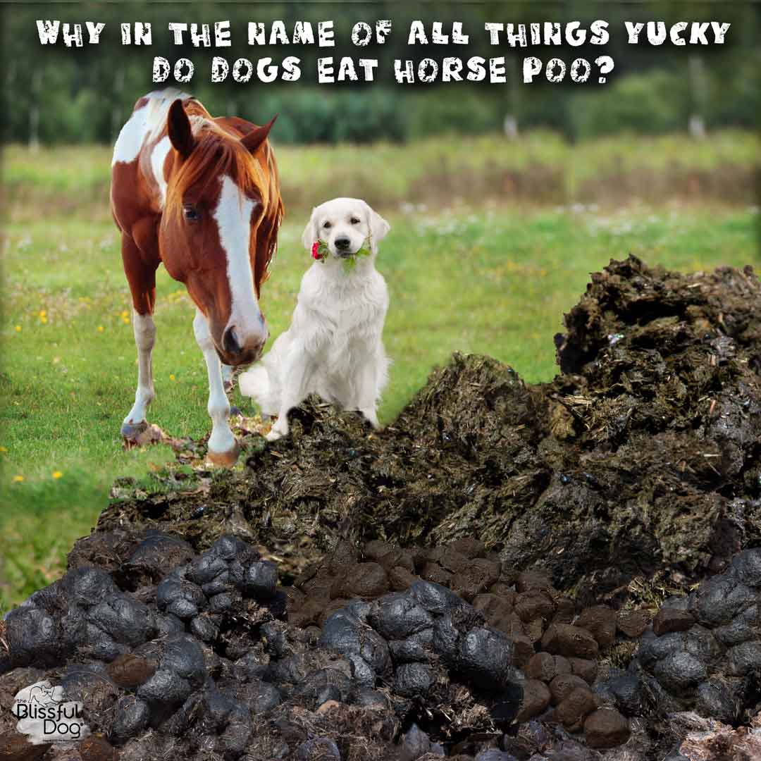 Philosophical Ponderings  aka Why Dogs Eat Horse Poo???
