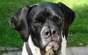 Double nose deals dog