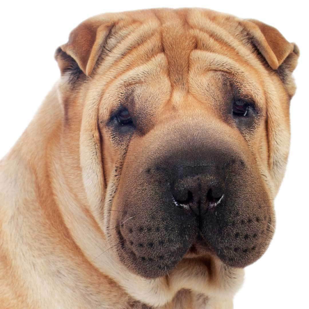 Chinese Shar-Pei Collection