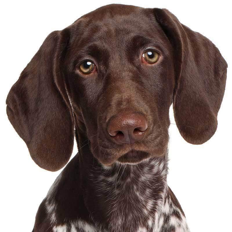 German Shorthaired Pointer Collection