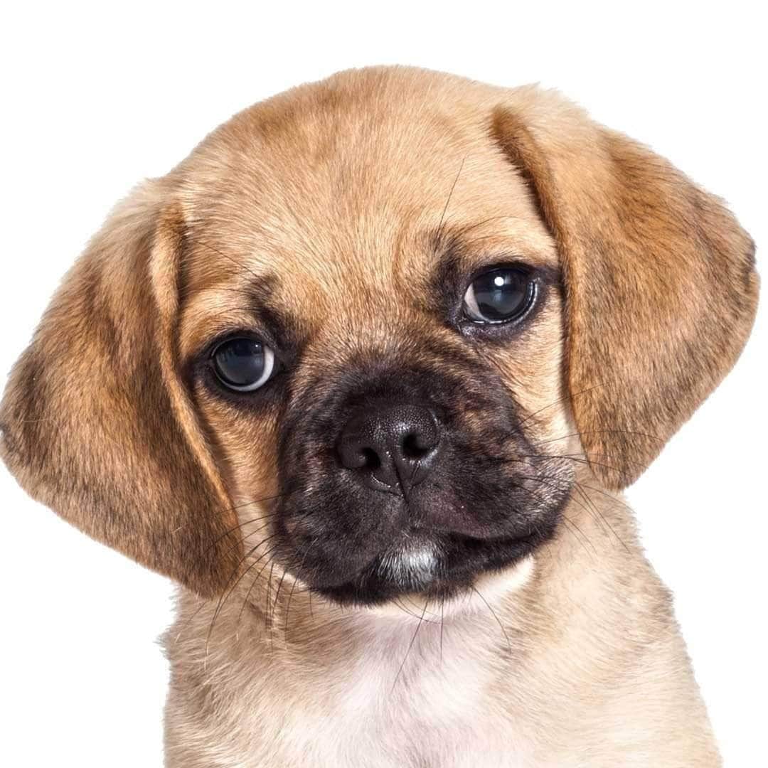 Puggle Collection