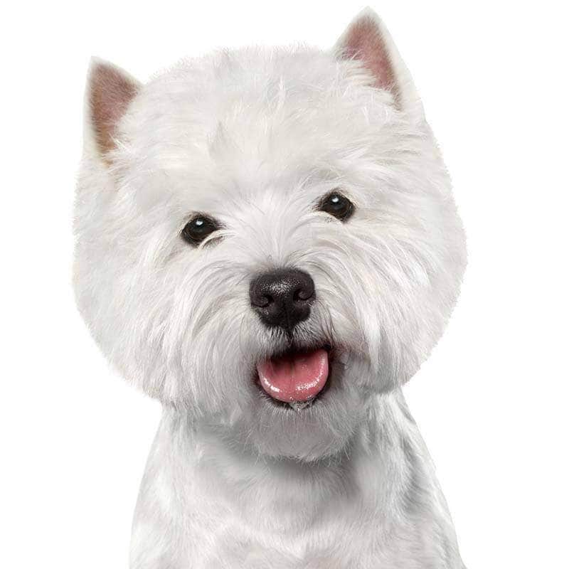 West Highland White Terrier Collection