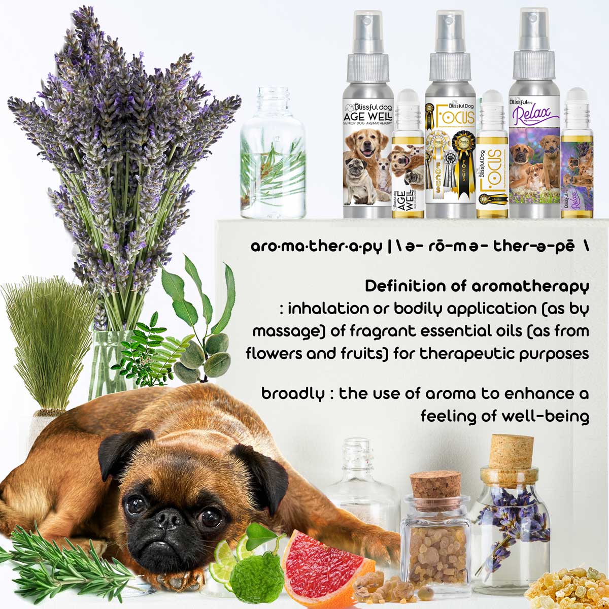 aromatherapy for dogs