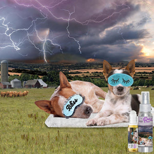 australian cattle dog working