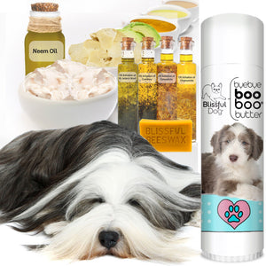 Help for Bearded Collie Skin Irritations