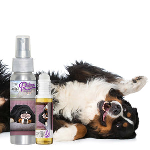 Bernese Mountain Dog scared fireworks