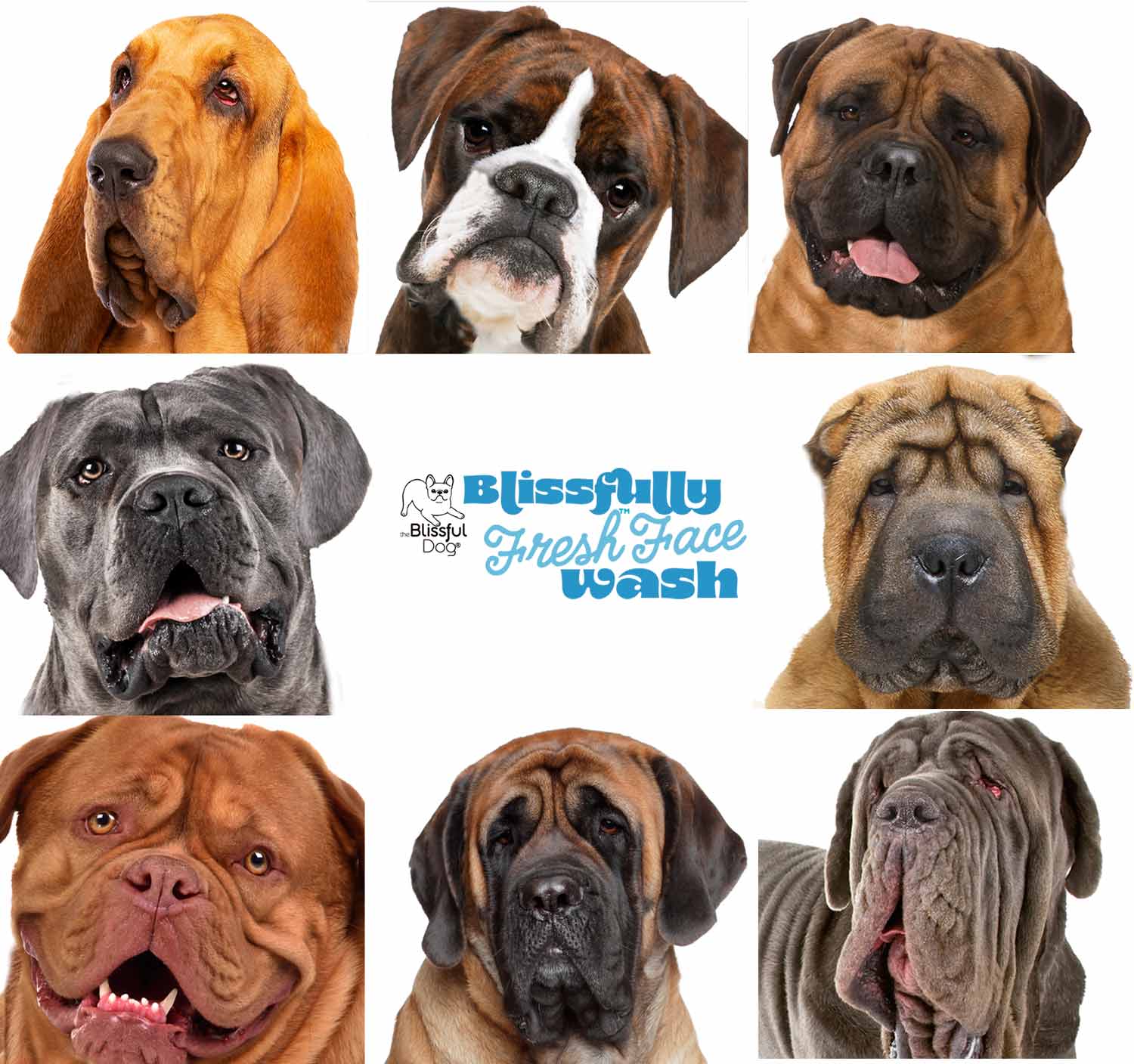 mastiff group of dogs