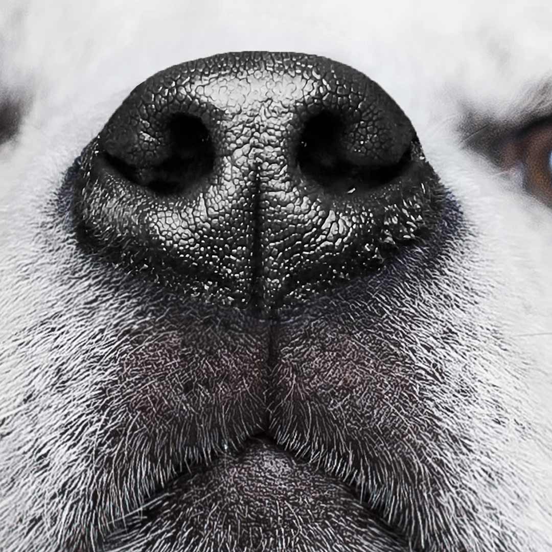 Big dog nose
