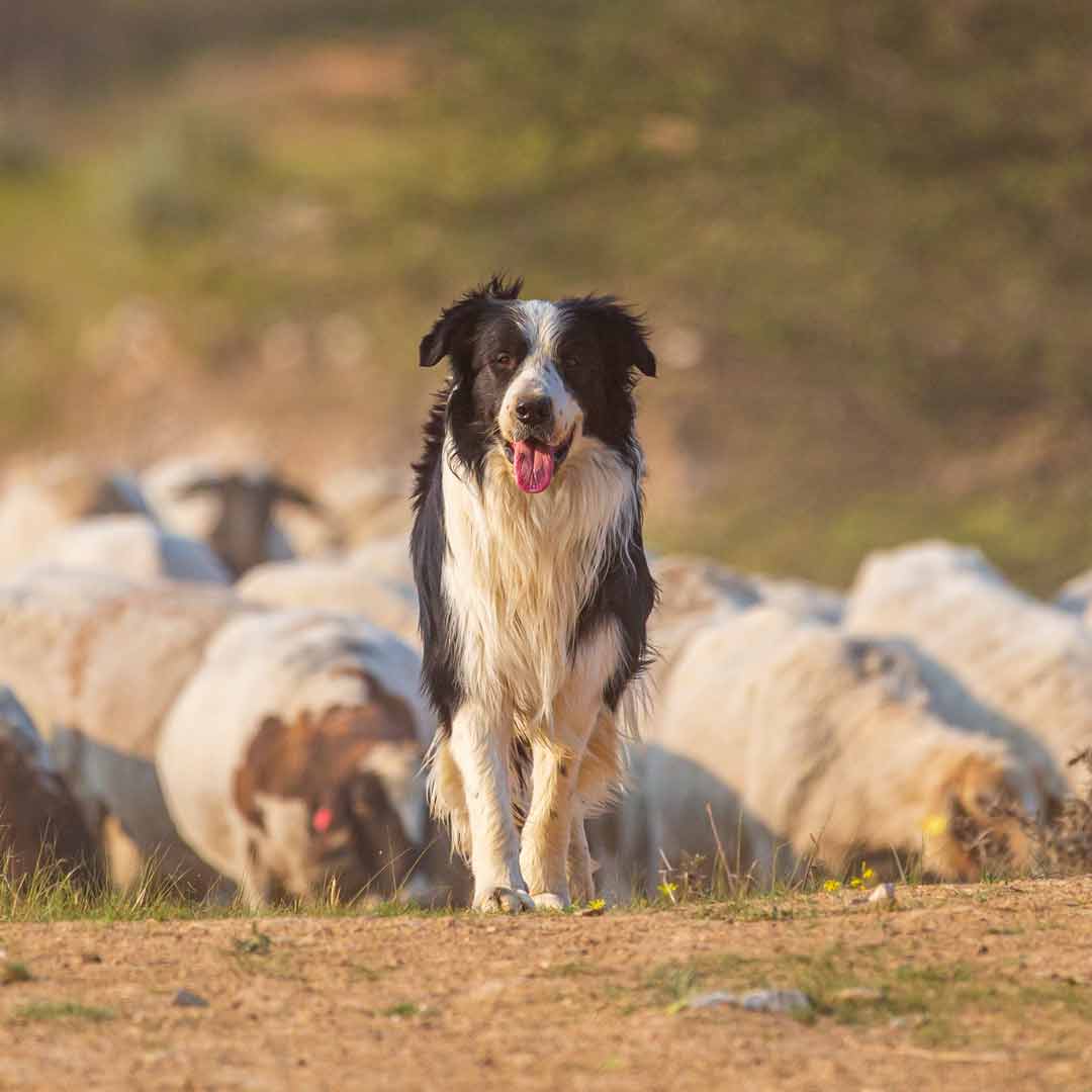 border collie herding sheep