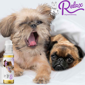 brussels griffon separation anxiety