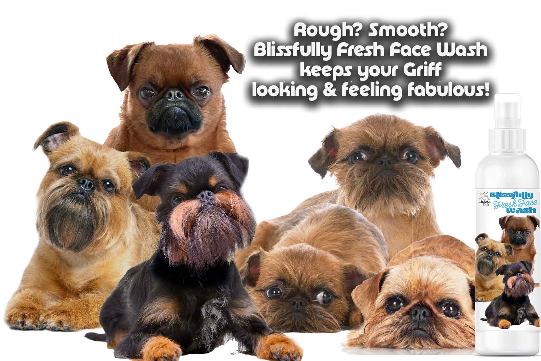 SMOOTH AND ROUGH BRUSSELS GRIFFON DOGS