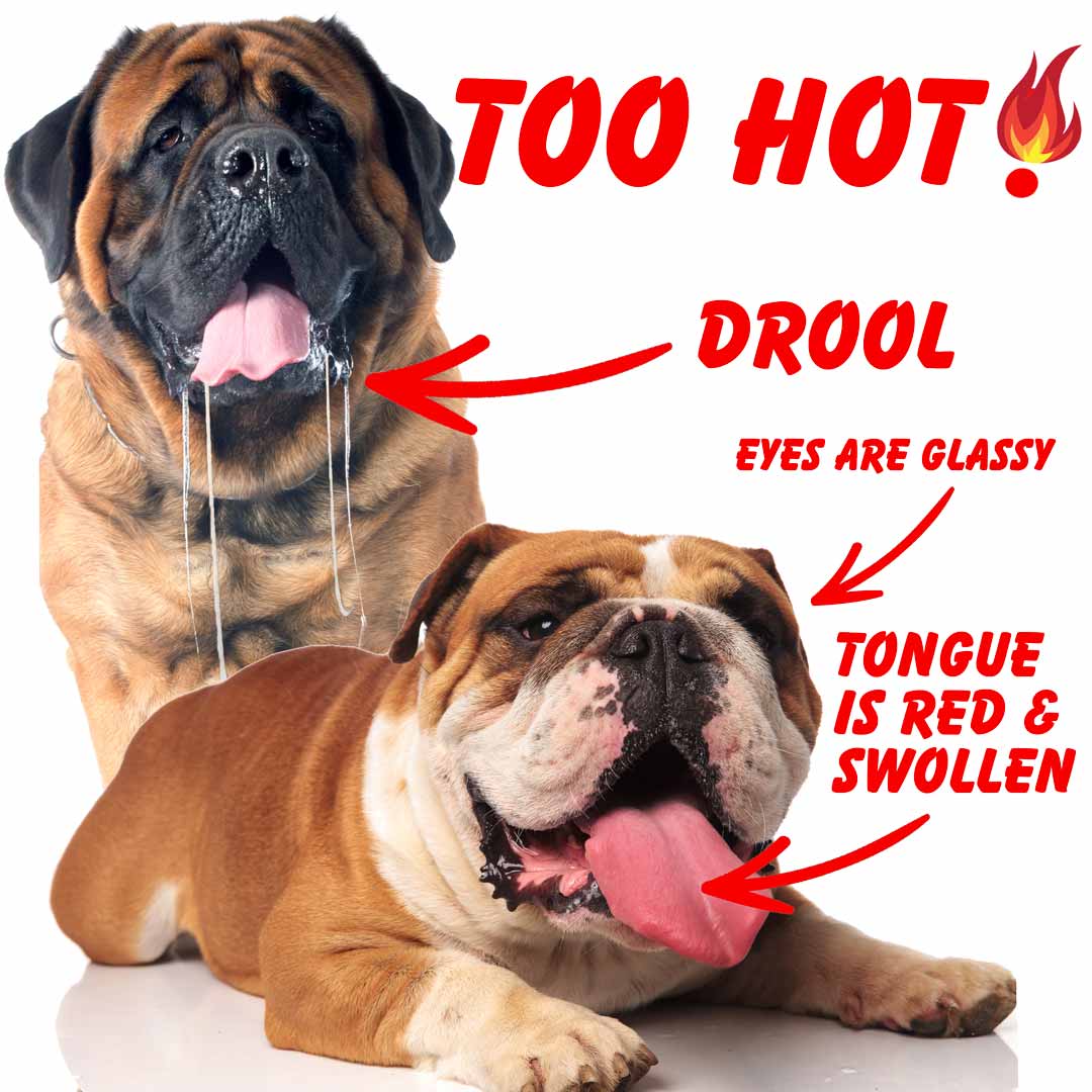 bulldog heat stroke