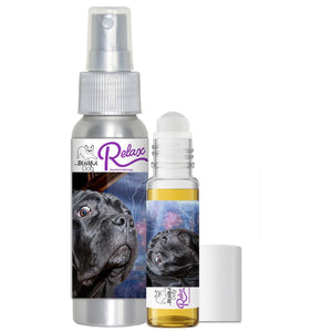 CANE CORSO SCARED FIREWORKS