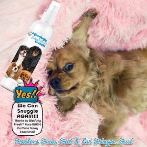 Cavalier King Charles Spaniel care