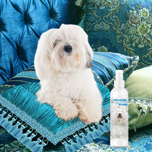 Coton de Tulear face wash