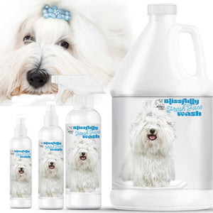 Coton de Tulear face