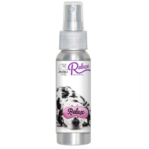 Dalmatian afraid fireworks