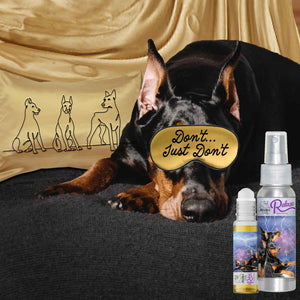 Doberman Pinscher scared thunder