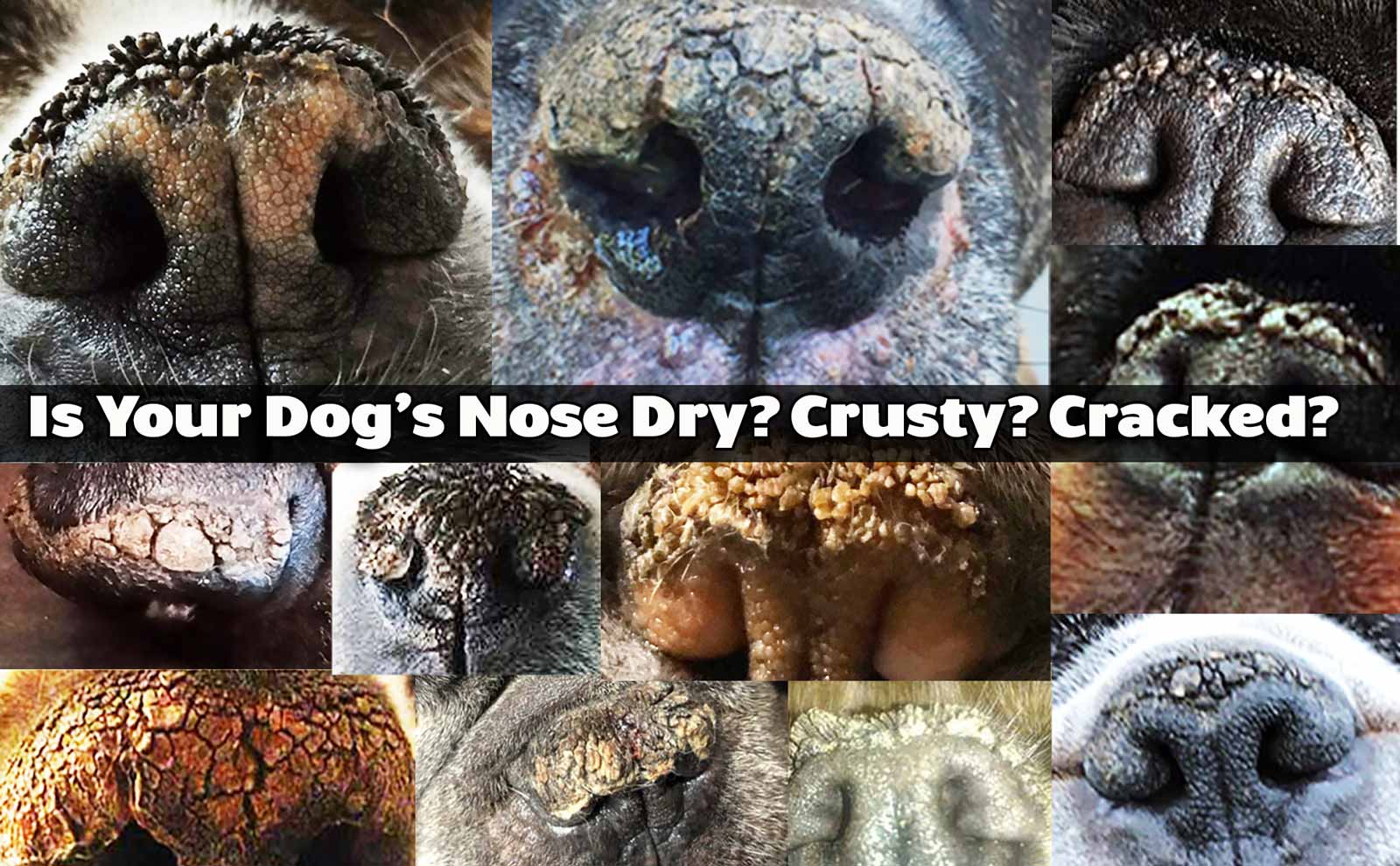 DRY dog noses