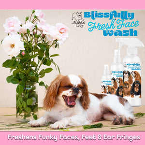 English Toy Spaniel ear wash