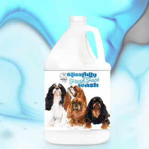 English Toy Spaniel face shampoo