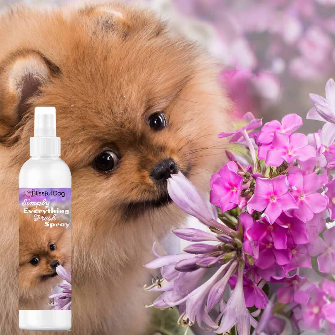 pom puppy sniffs flowers