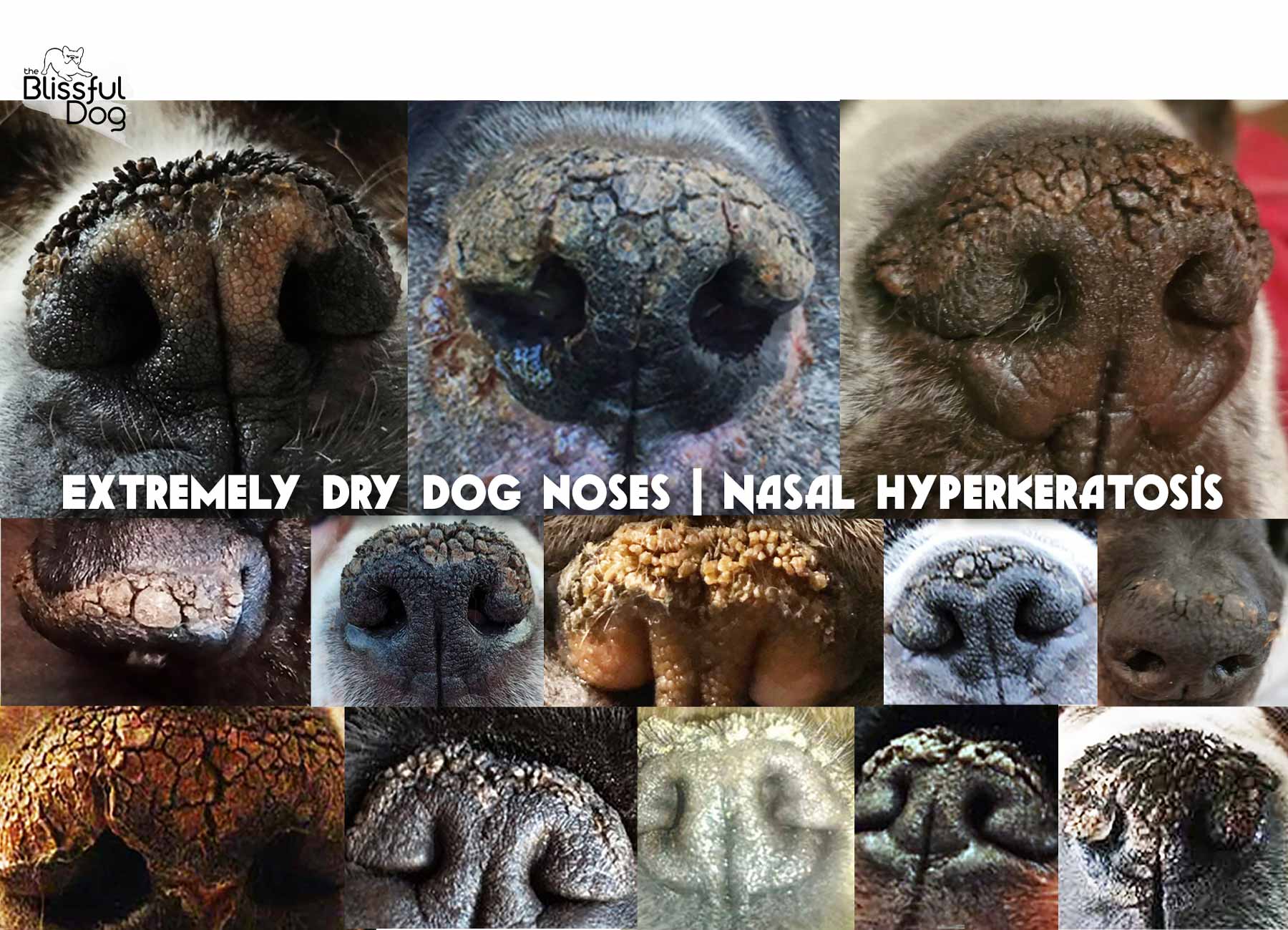 extremely dry dog noses