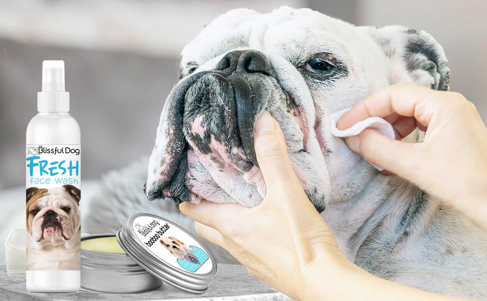 cleaning bulldog face