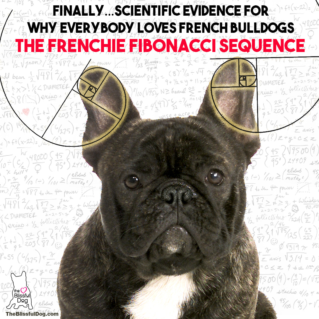 french bulldog Fibonacci