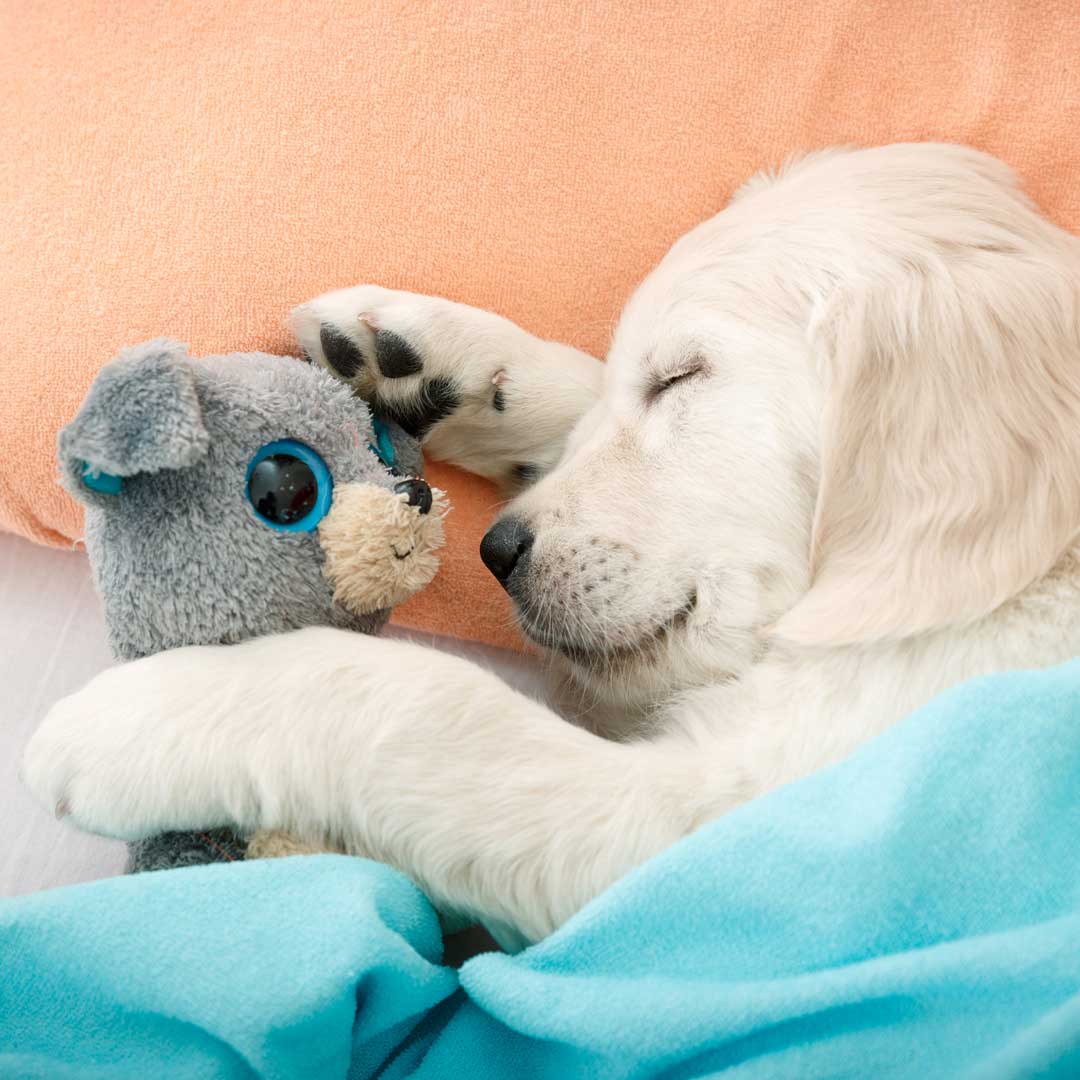 golden retriever puppy asleep