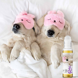 Golden Retriever Relax Dog Aromatherapy