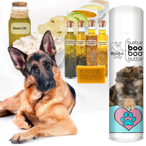 german shepherd care