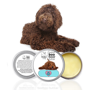 chocolate labradoodle