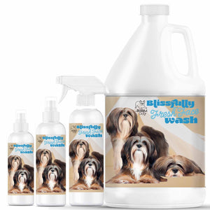 Lhasa Apso  Face Grooming