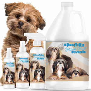 Lhasa Apso Face