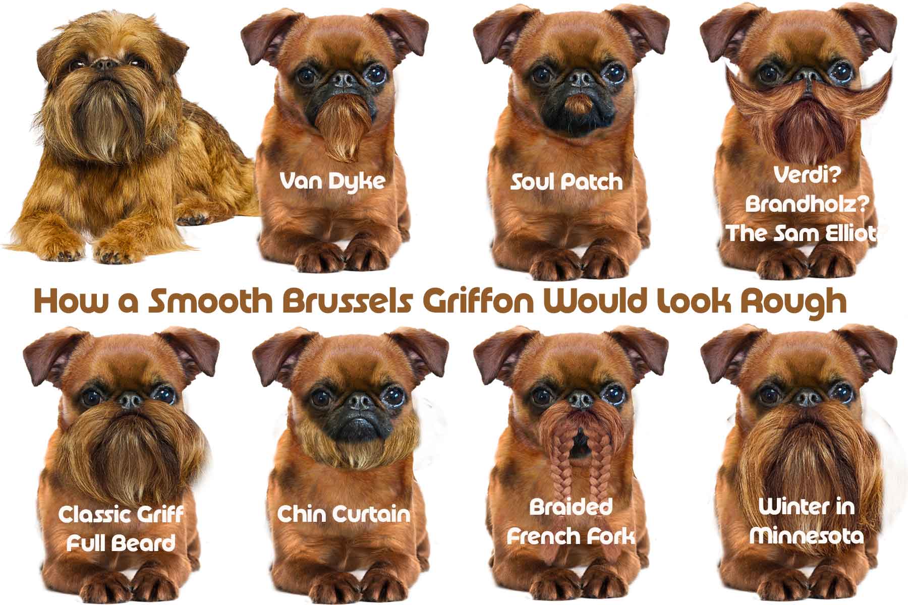 how smooth brussels griffons look with beards