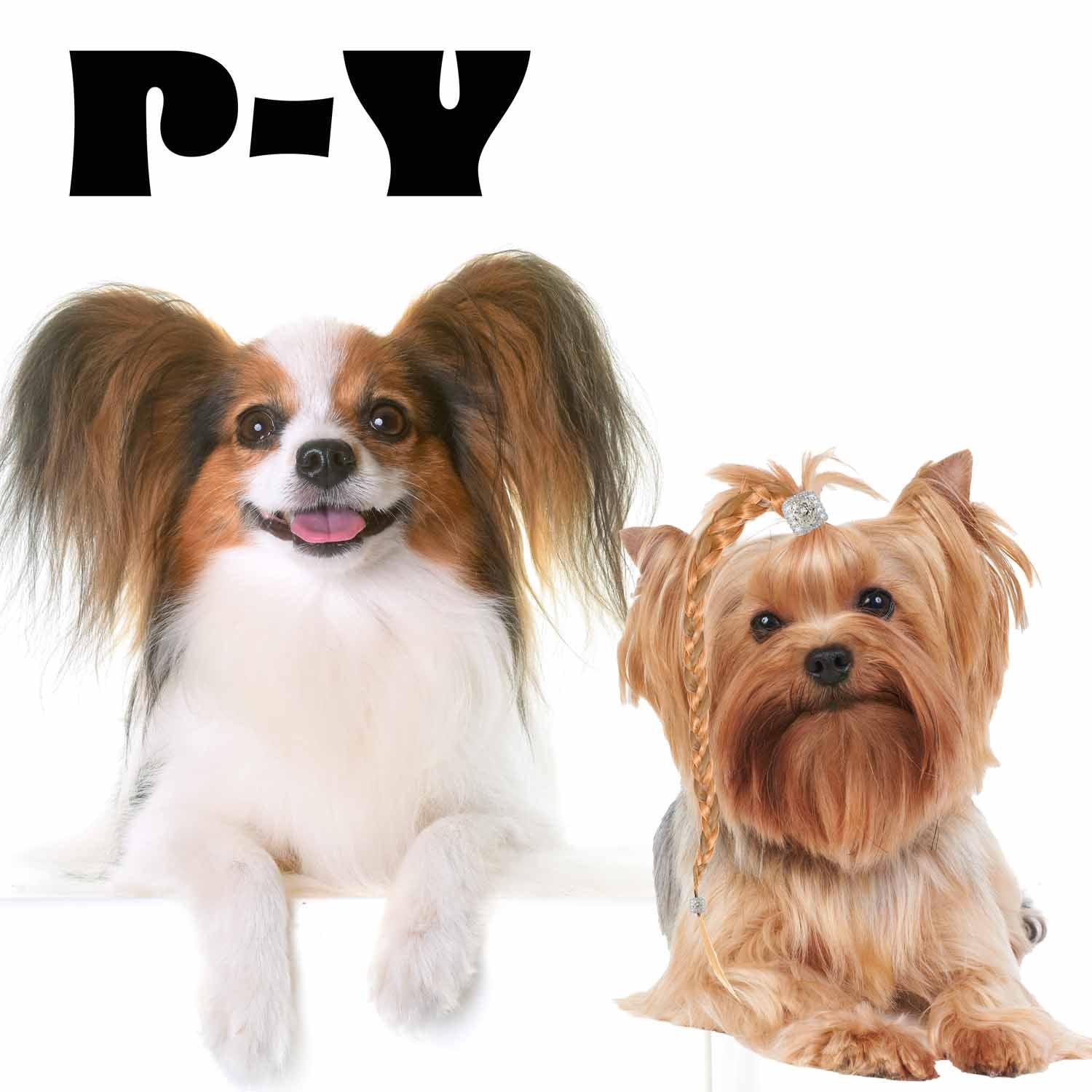 papillon to Yorkshire Terrier