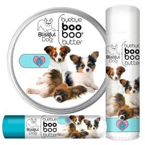 papillon dog