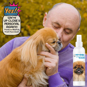 Pekingese senior pet