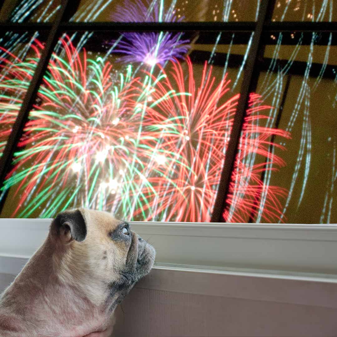 dog scared fireworks