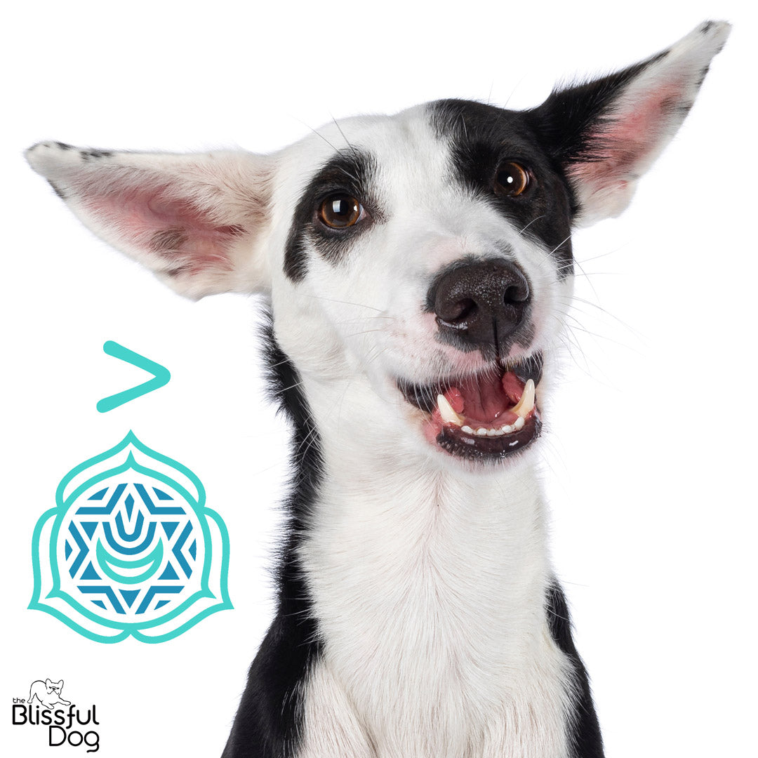 dog ear chakra info