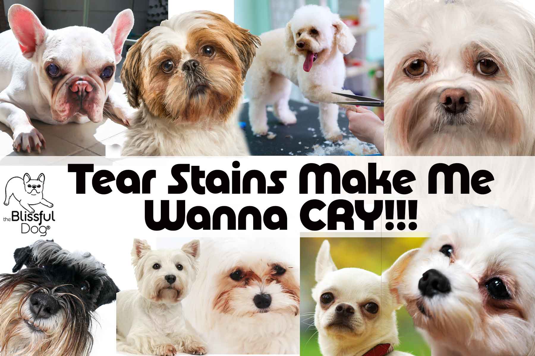 Tear-stains-on-dogs