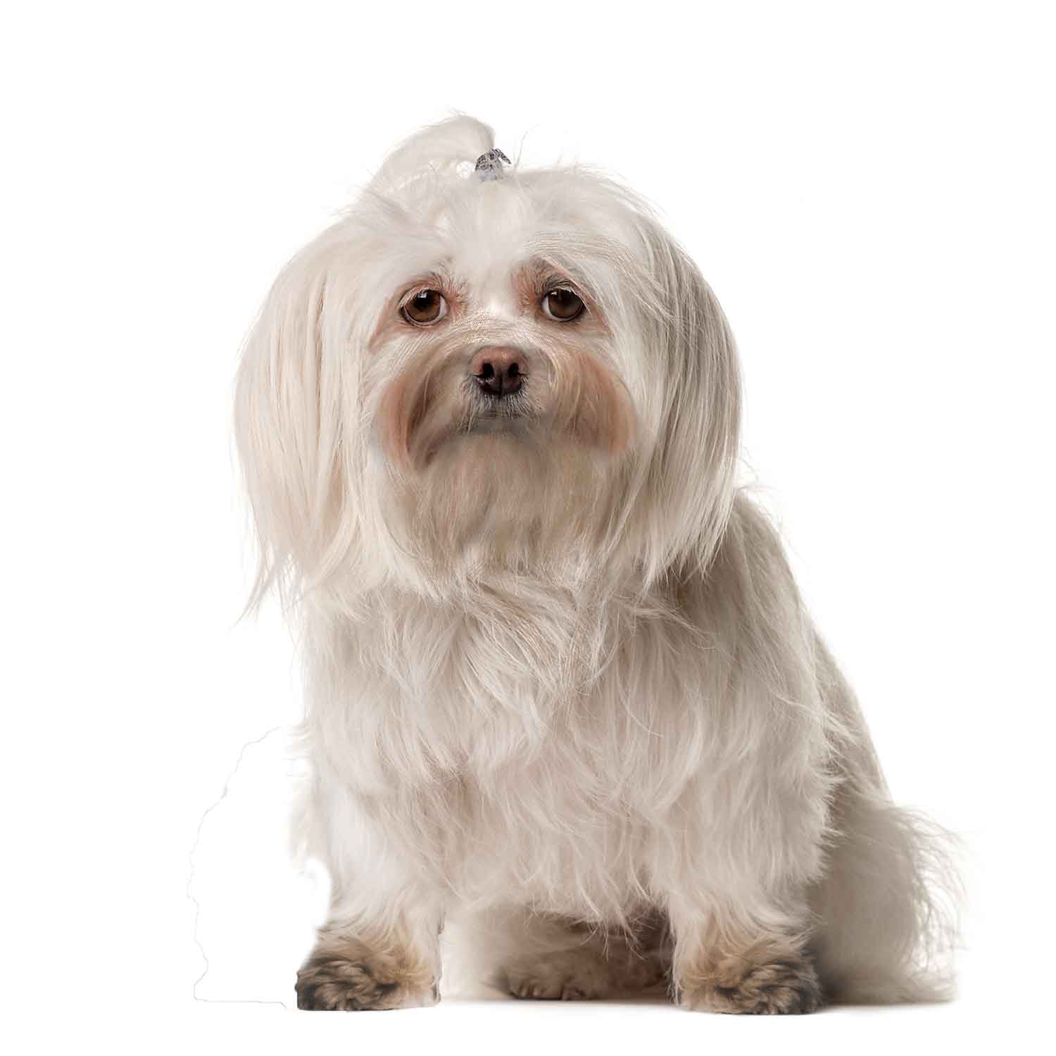 TEAR STAINED MALTESE