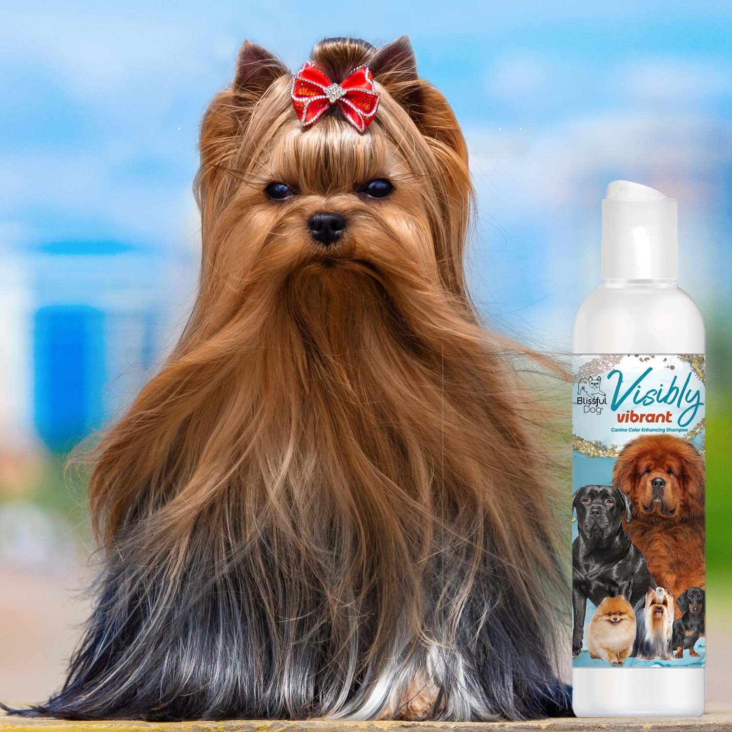 yorkshire terrier shampoo