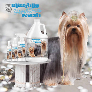 Yorkshire Terrier face cleanser