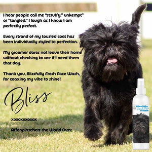 Affenpinscher beard grooming