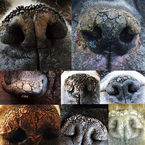 belgian malinois  dry nose