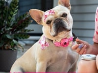Scottish Terrier Tube Combo