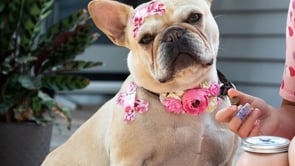 Dogo Argentino Custom Combo